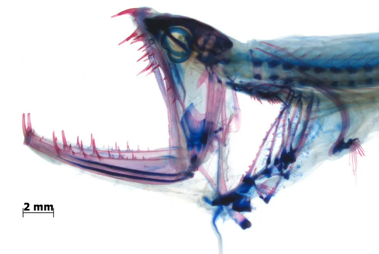 Open Wide: Deep Sea Fishes That Are Built to Eat Big