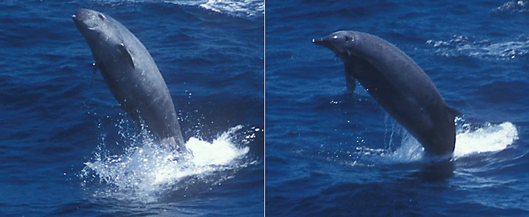 First Underwater Video of Illusive True’s Beaked Whales