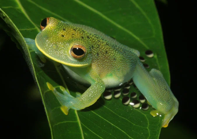 Under a Flashlight, a Eureka Moment About Frogs