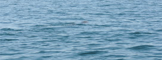 A Dolphin’s Recipe for Octopus