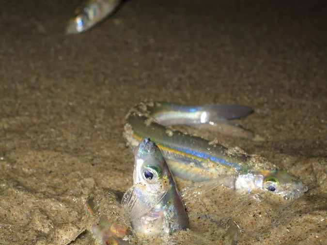 Silver Fish Surf the Waves to Spawn on California Beaches