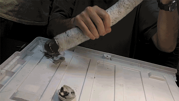 This is a Giant Shipworm. You May Wish It Had Stayed in its Tube