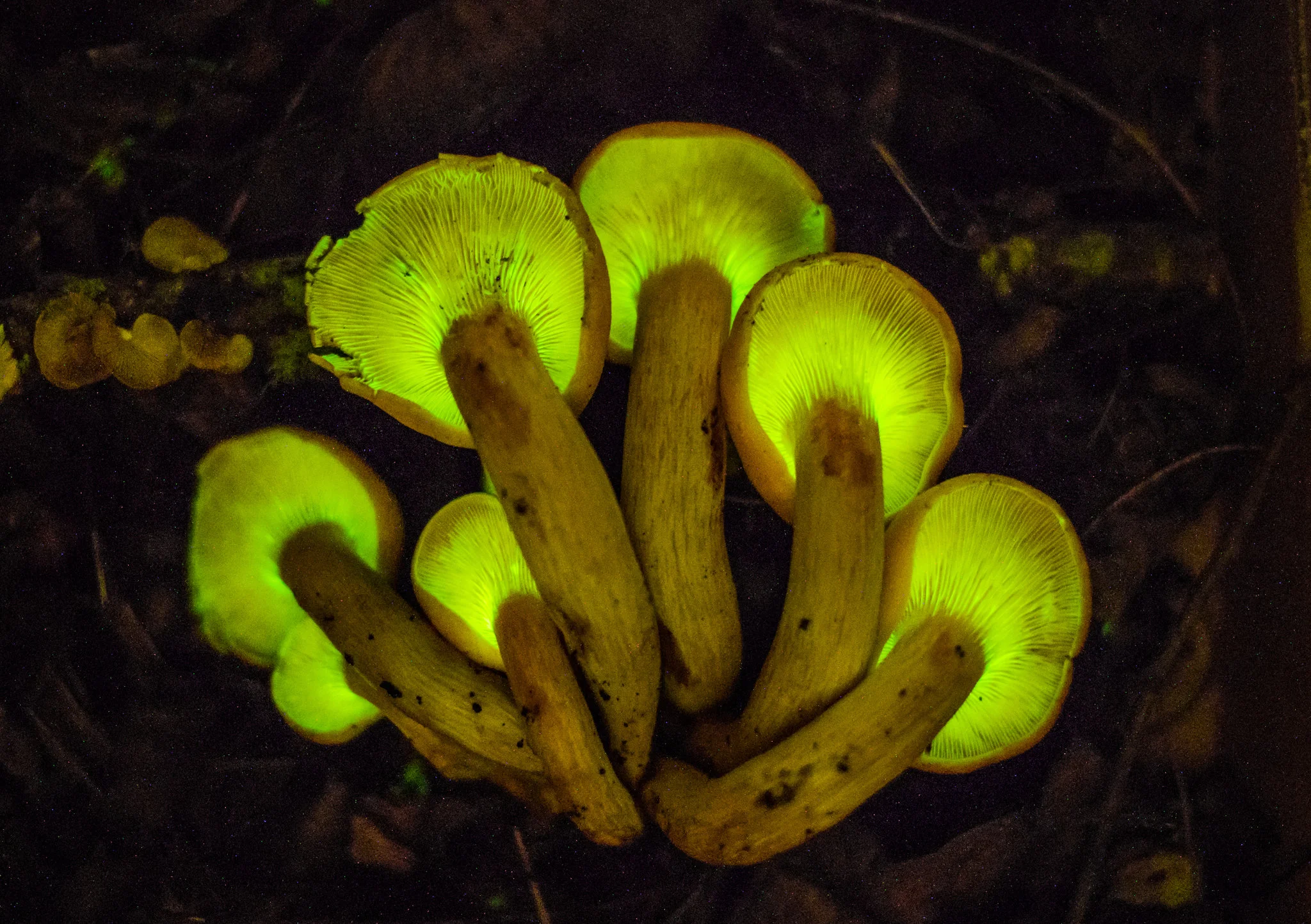 Hunting Mushrooms, and What Makes Some Glow in the Dark