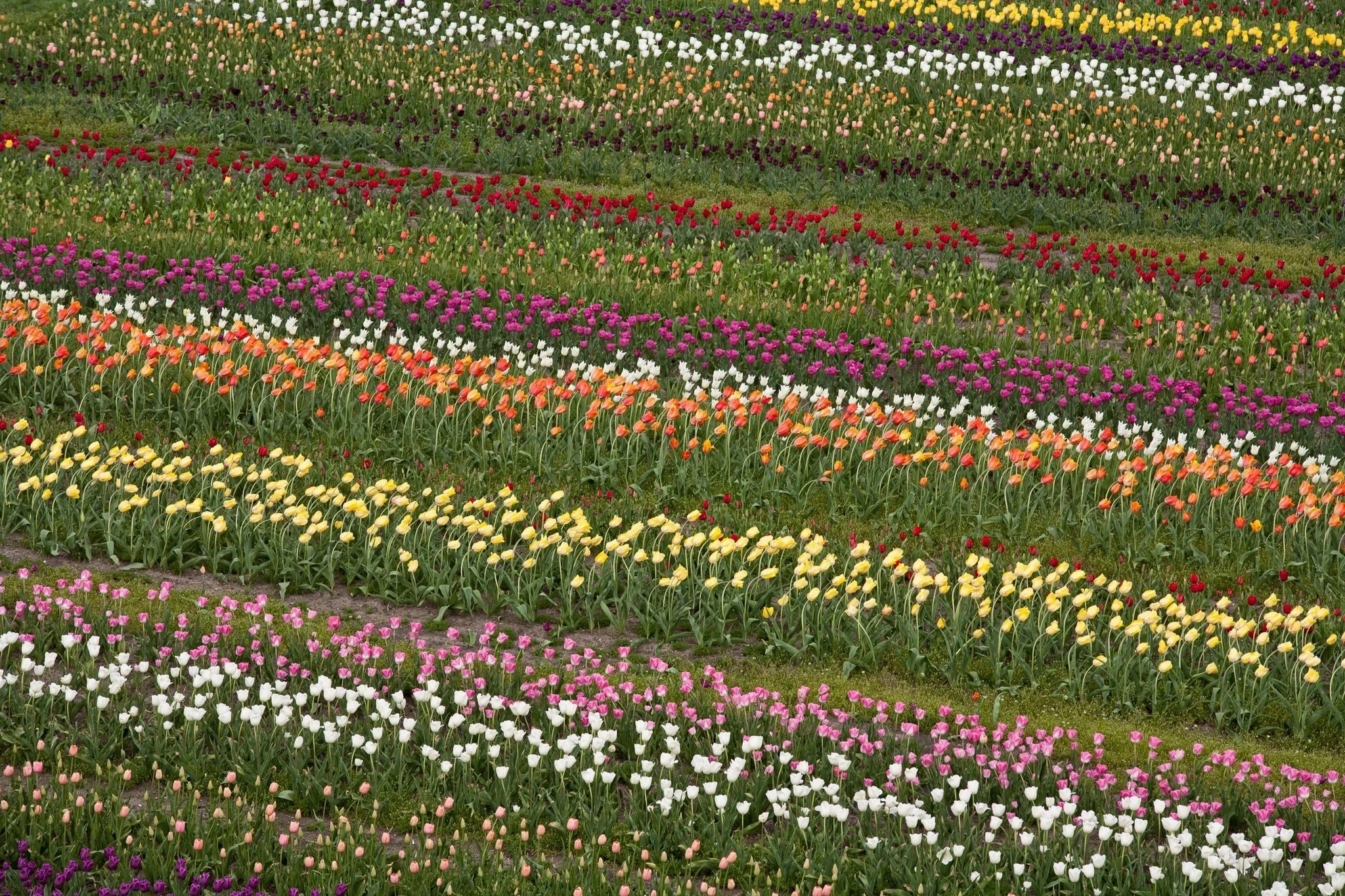 Broken Tulips: The Last Gasp of Beauty Before Death