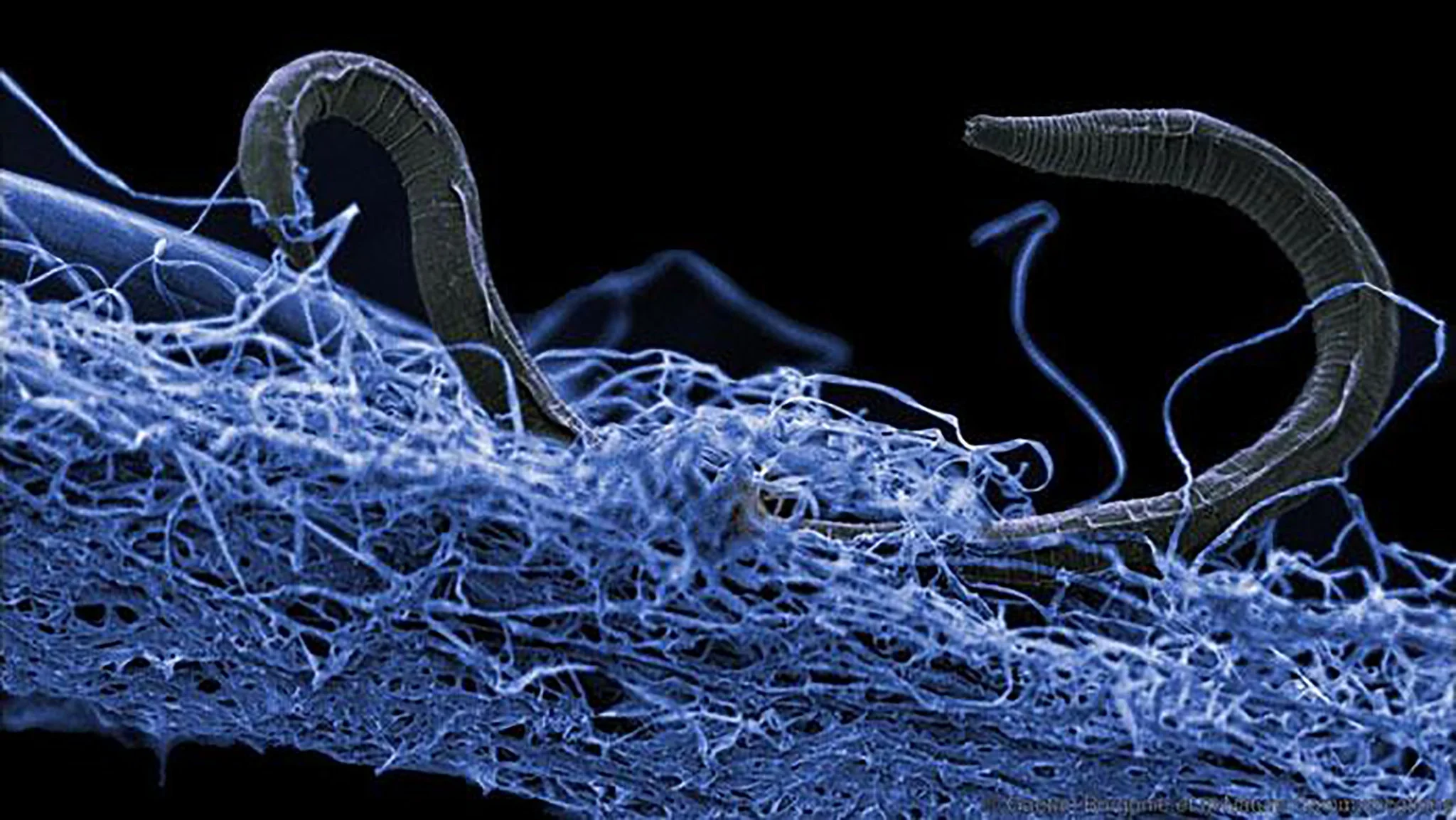Deep Beneath Your Feet, They Live in the Octillions