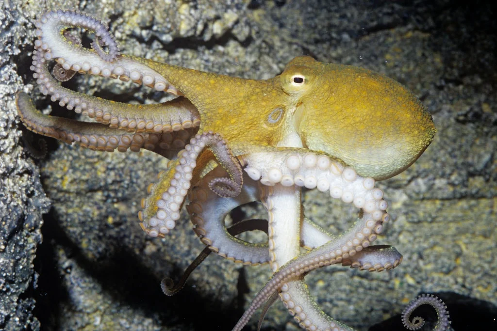 On Ecstasy, Octopuses Reached Out for a Hug