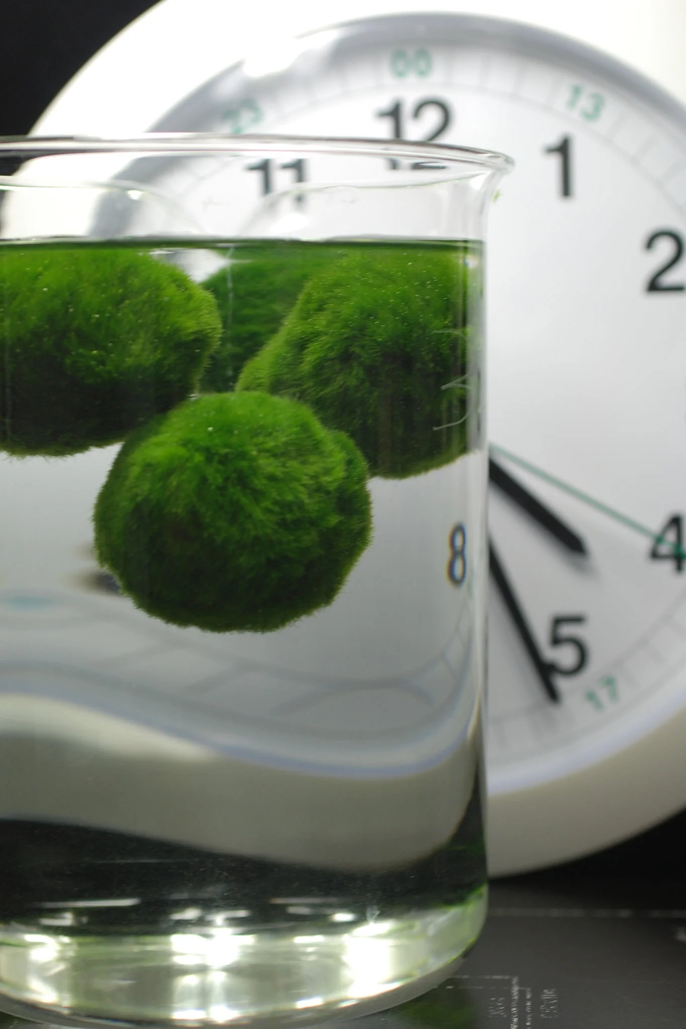 The Mysterious Green Orbs That Float by Day and Sink at Night