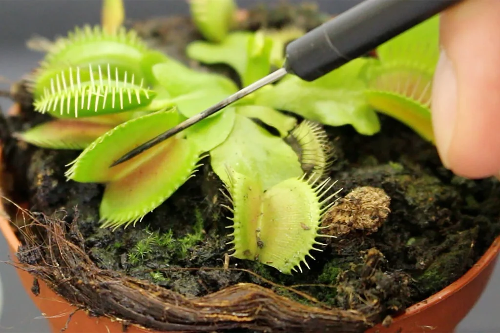 Sedate a Plant, and It Seems to Lose Consciousness. Is It Conscious?