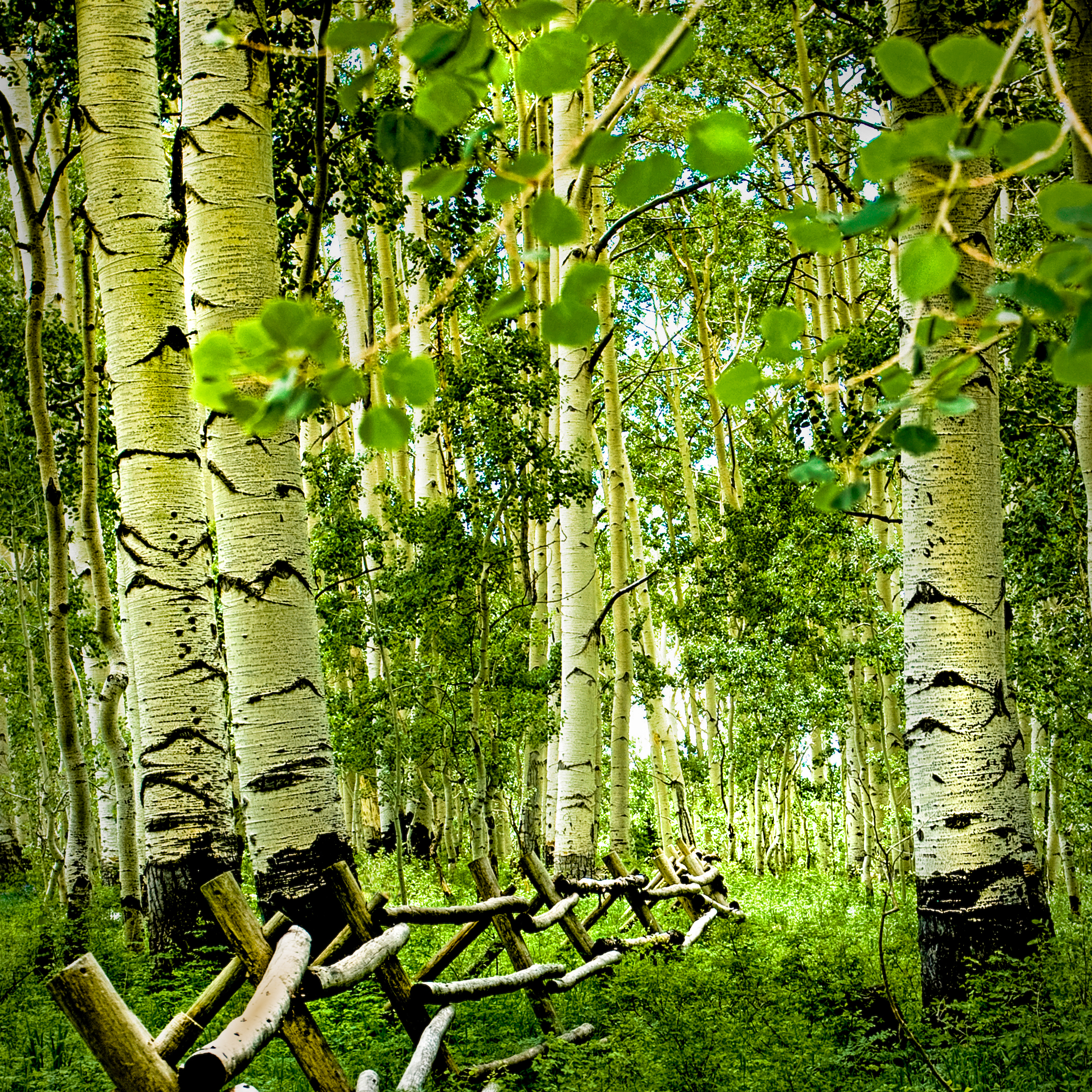 IMG_9278-sqr aspens-1MAC.jpg