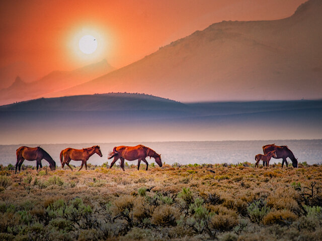 Snake River wild Horses.jpg