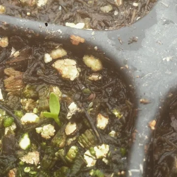 Celery usually take 2-3 weeks to germinate and doesn't go in the germination chamber because they germinate better with sunlight. These guys just popped up finally!