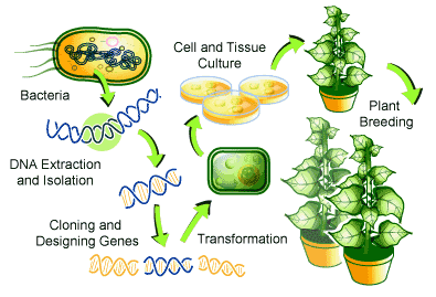 The creation of GMO/GE plants.