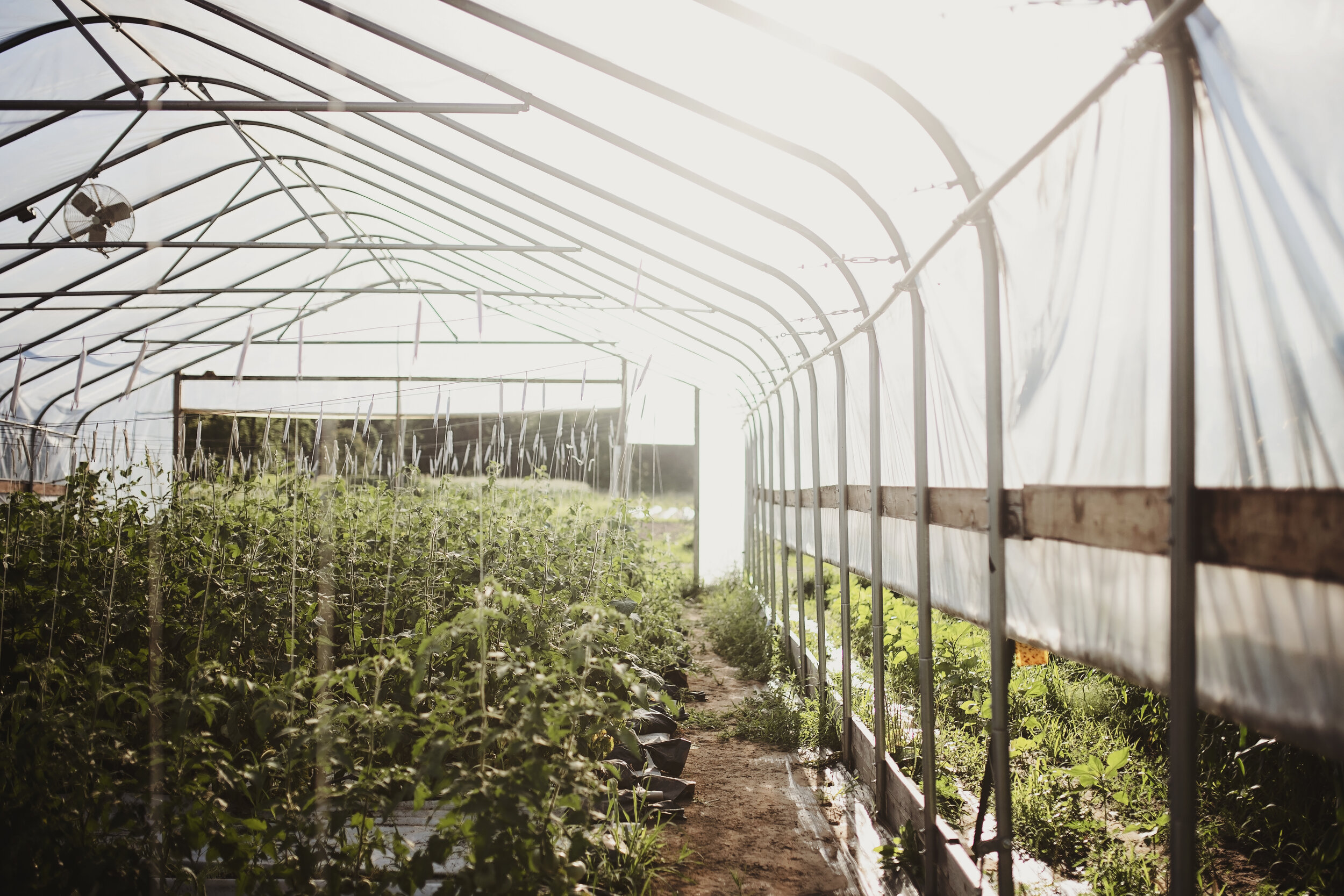 Peak harvest season in the high tunnel