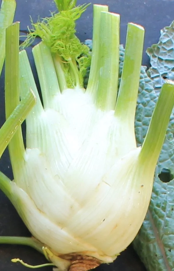 FENNEL &amp; ONION SALAD