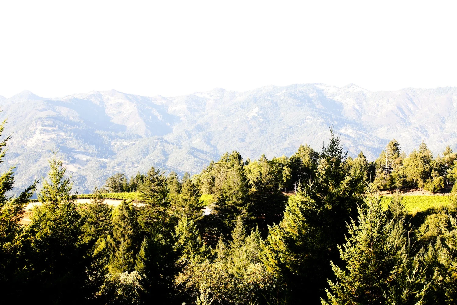 _MG_0872.jpg