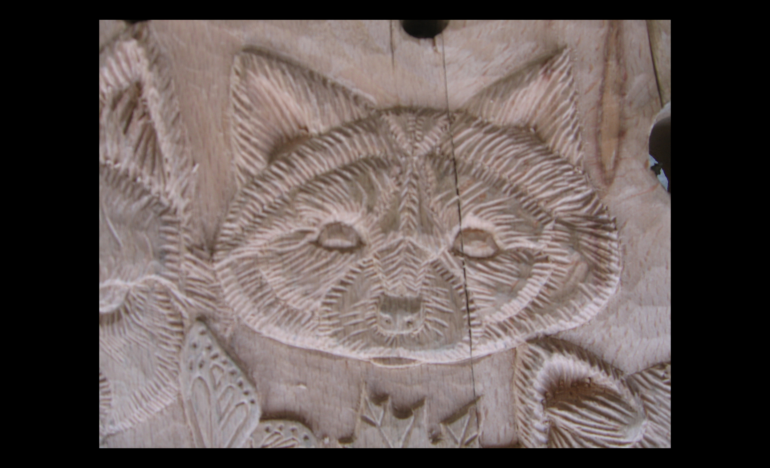 Racoon_Close Up_WI Chair_3.30.jpg