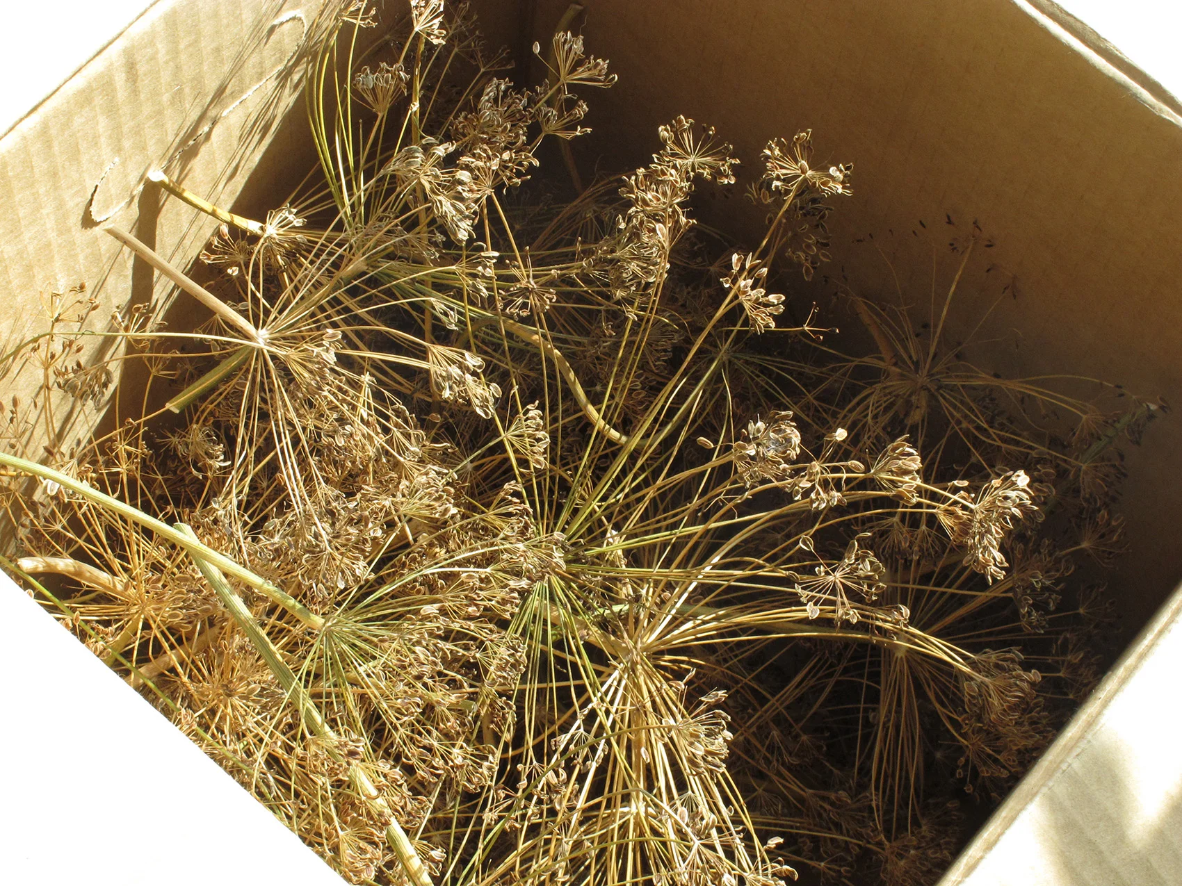 Dried Dill in Box.jpg