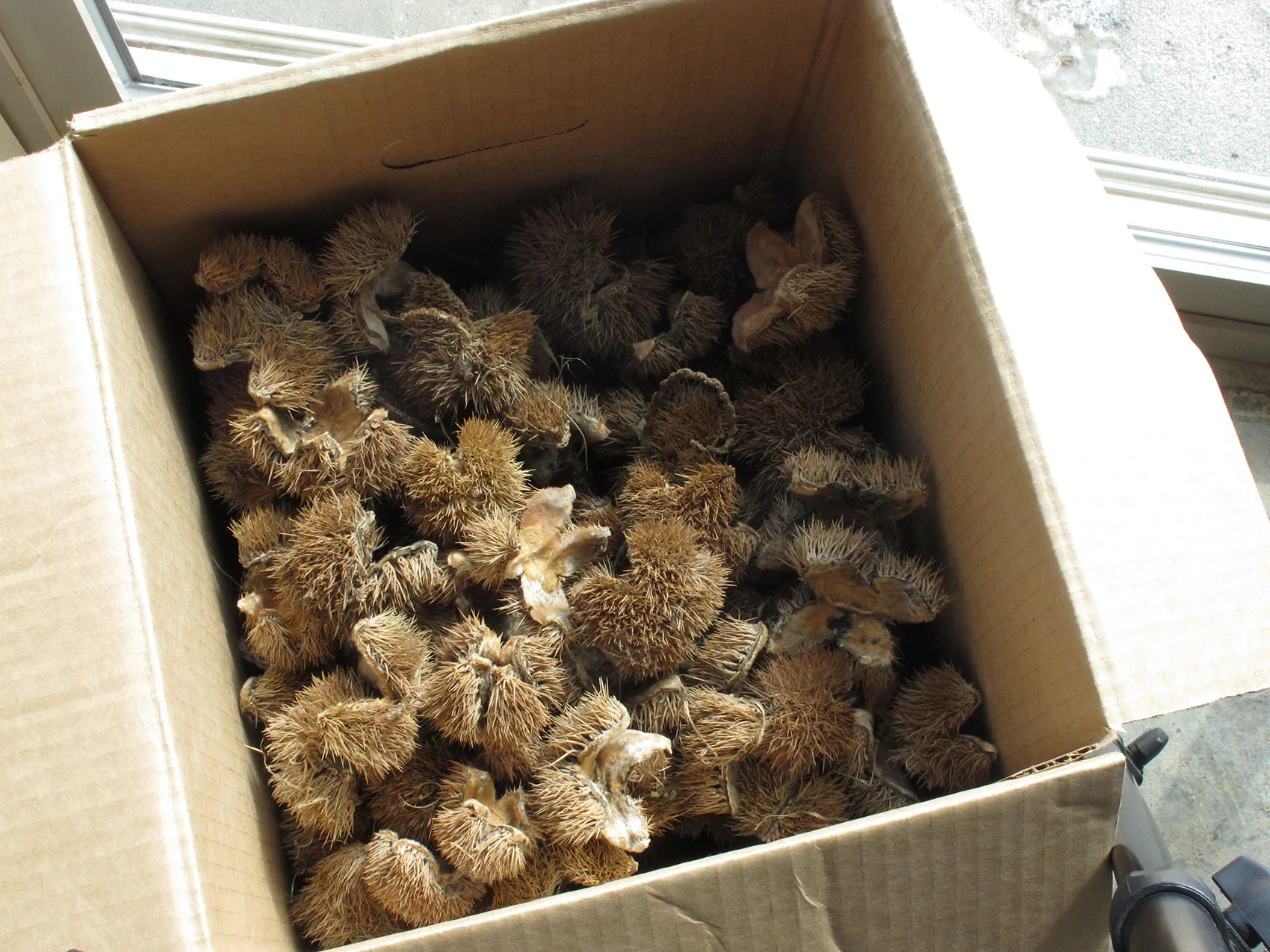 Dried Chestnut Husk in box.jpg