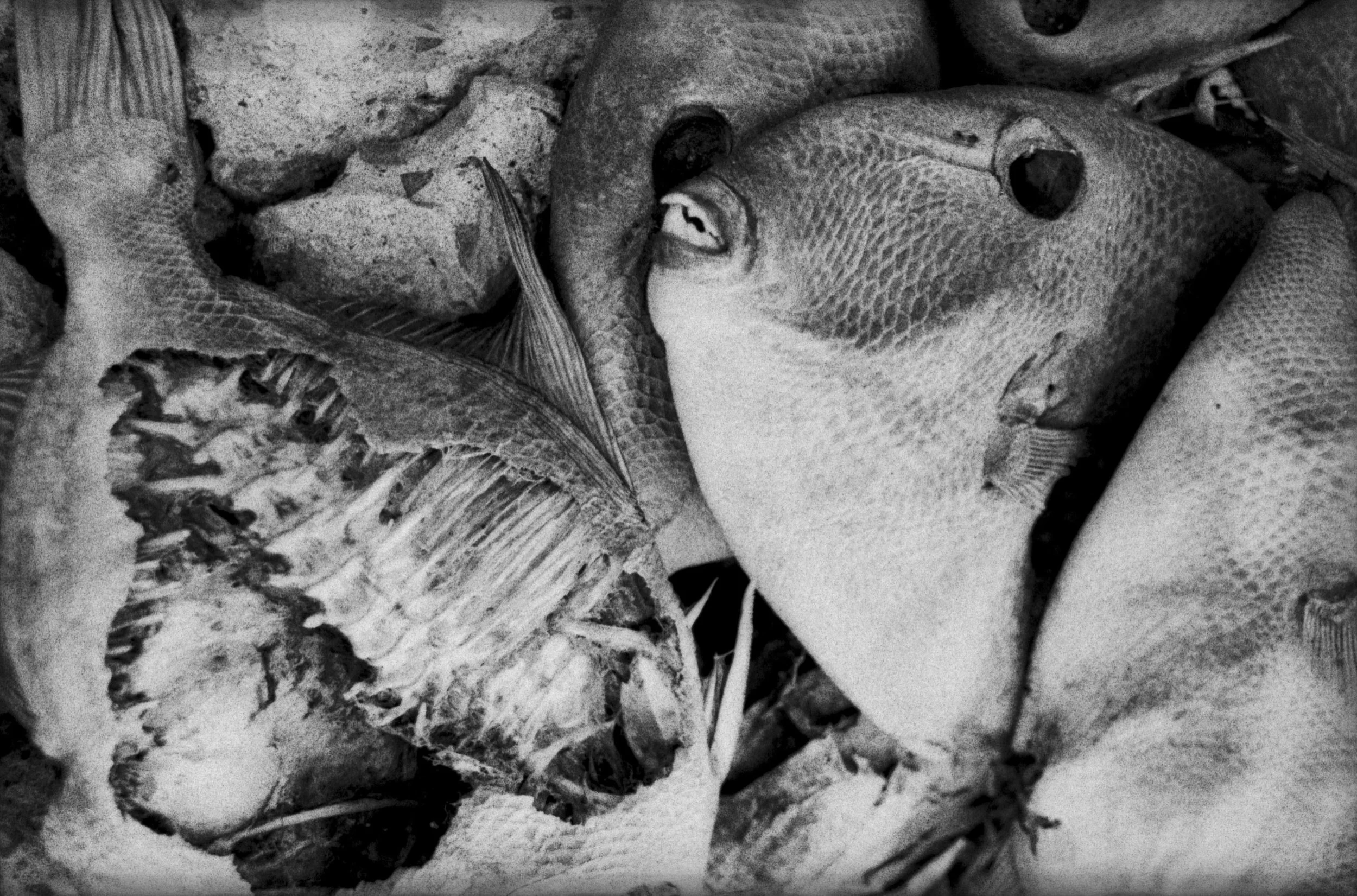  Discarded fish under the Brooklyn Bridge, 1995 