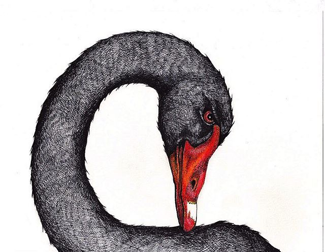 Flock of black swans, soon to be available at Buckland Merrifield Gallery. I've been having so much fun working on this series 🖤