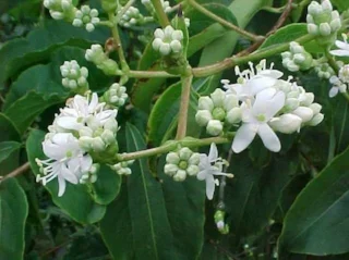 Heptacodium miconioides 2.jpg