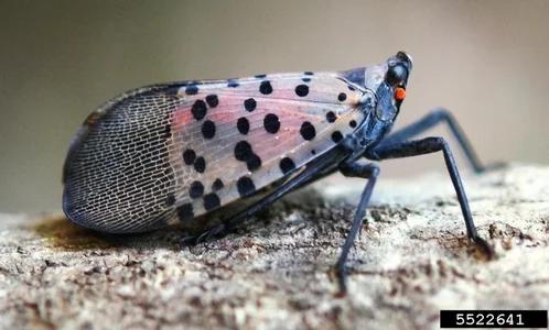 insect1.jpg