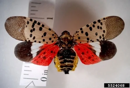 insect2.jpg