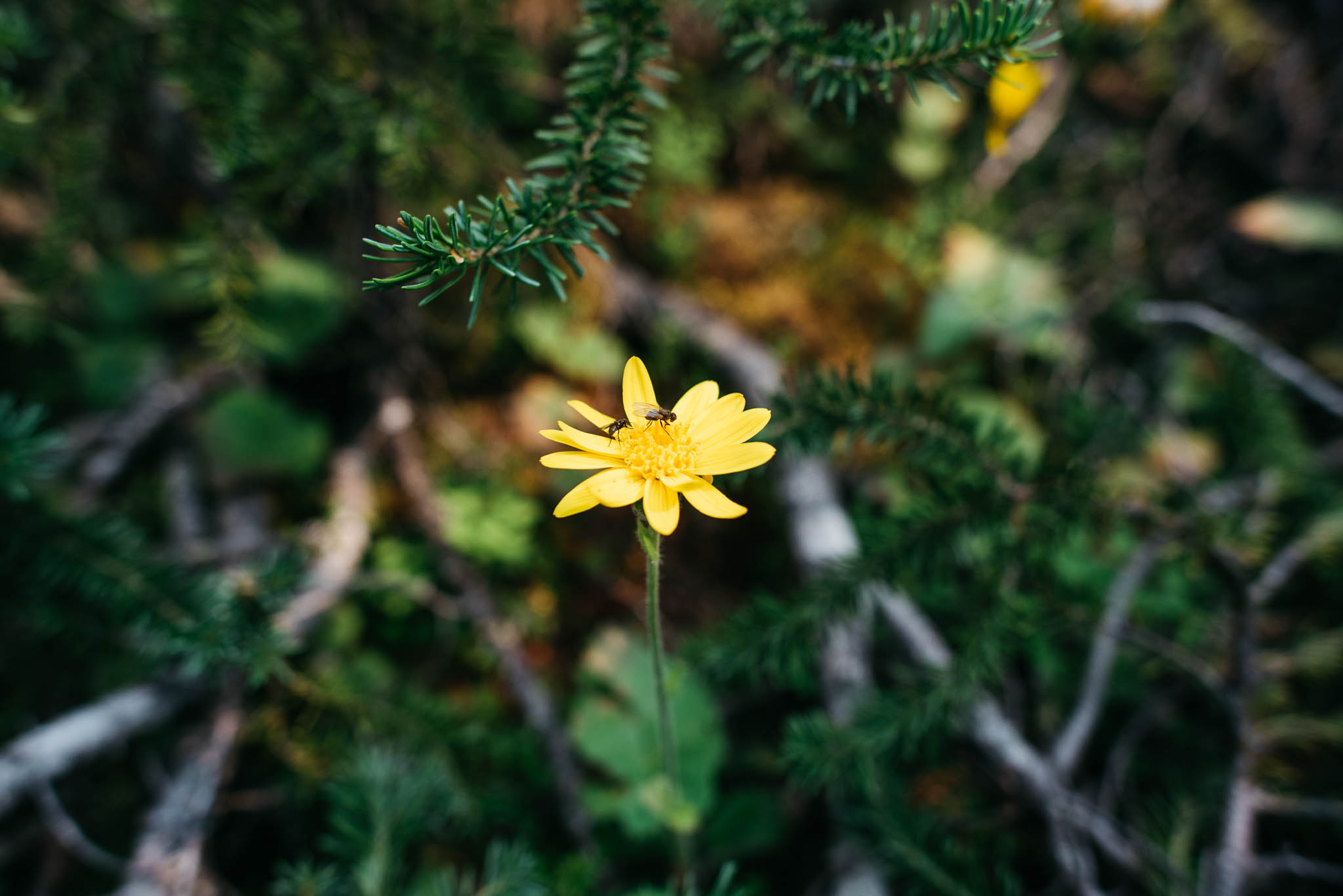 Glacier National Park Erika Aileen Destination Wedding Photographer