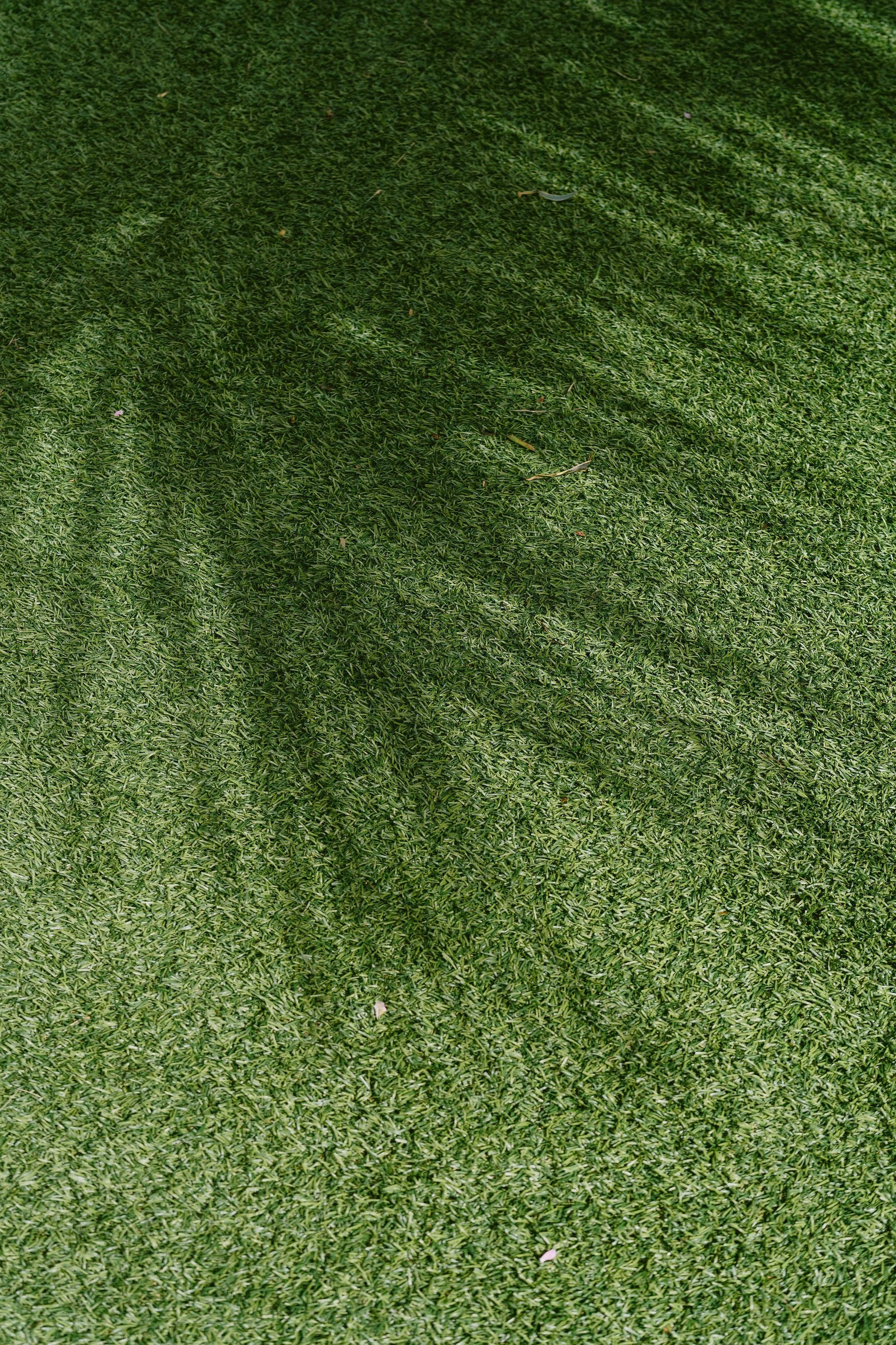palm tree shadow at kualo ranch wedding