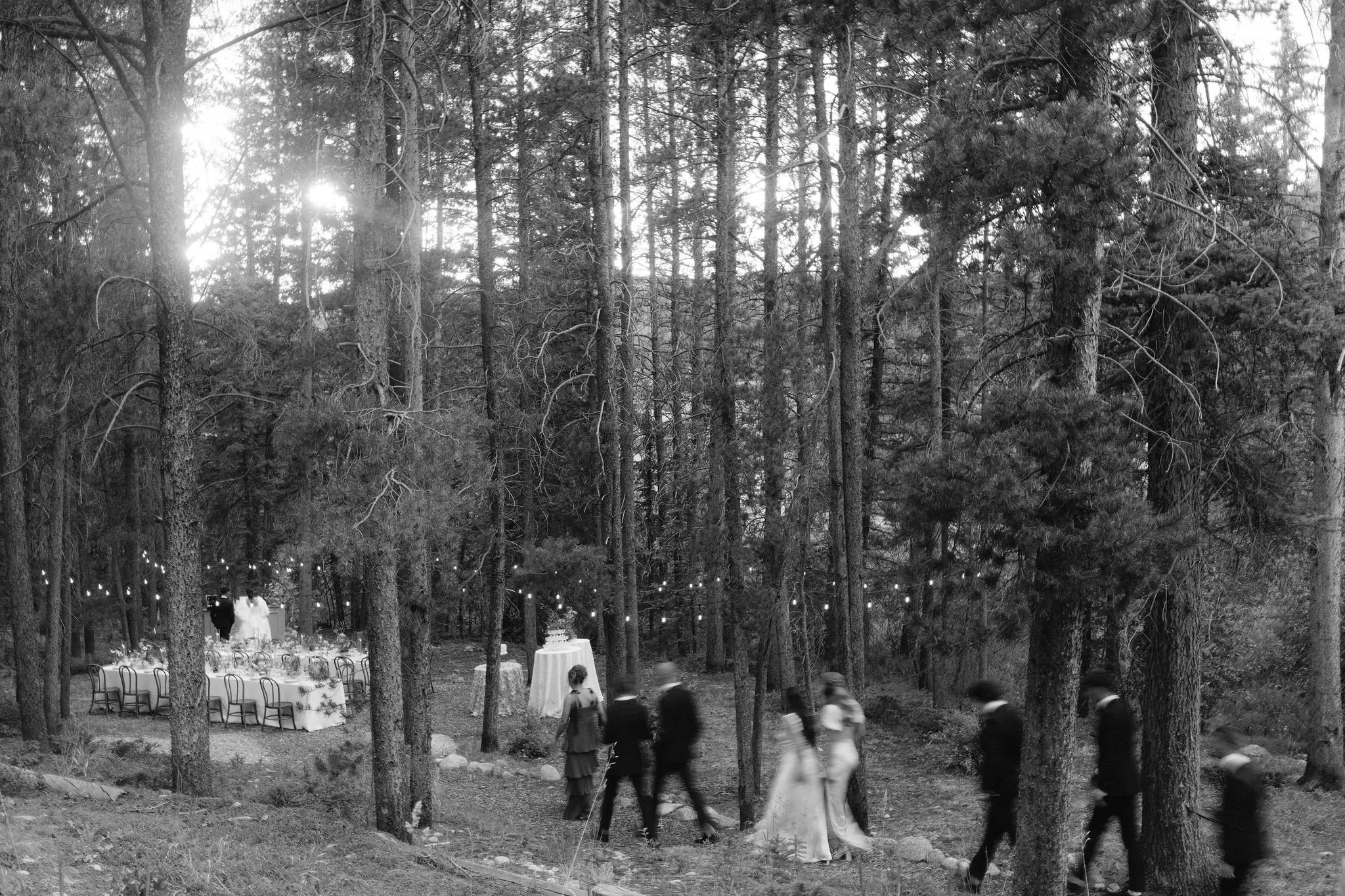 wedding guests walk through pine forest path to get to wedding reception amongst the trees