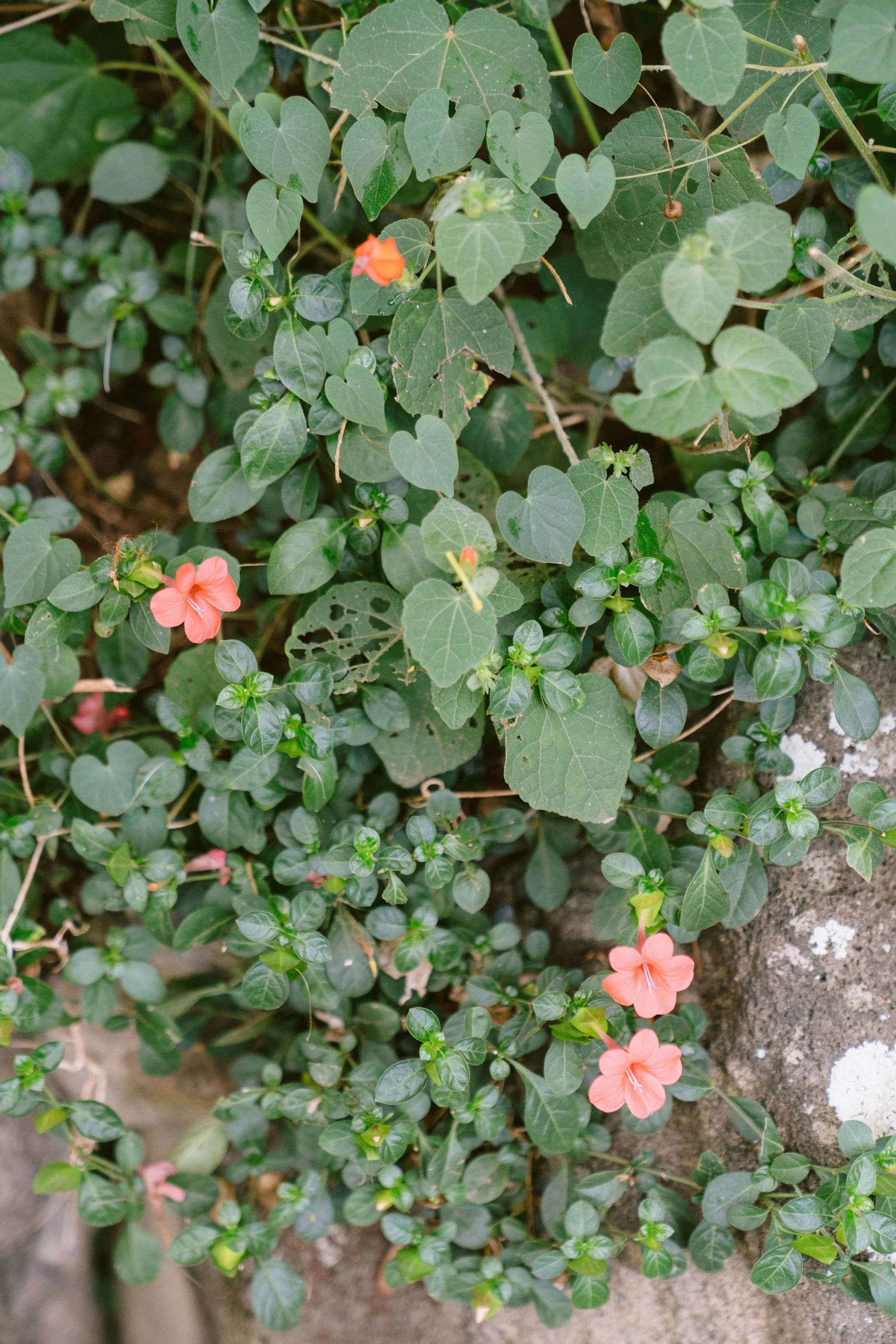 cascading pink flowers at kualo ranch