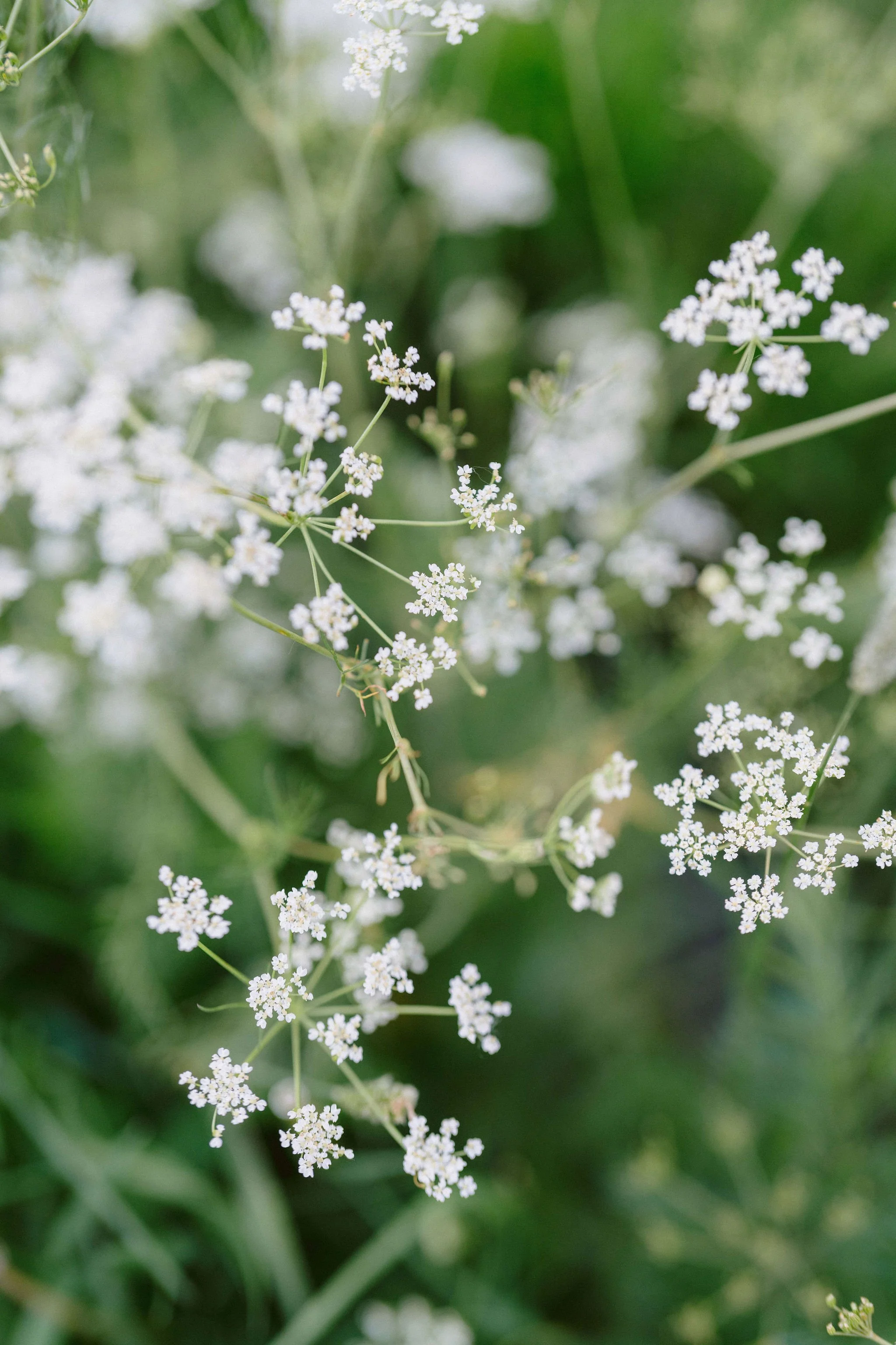 queen anne's lace in pitkin colorado