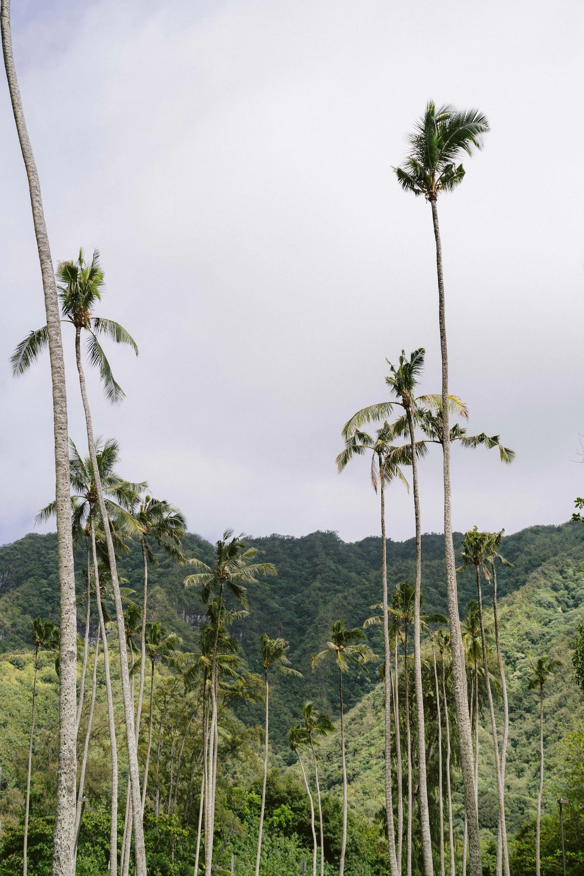palm trees and green lush mountains by kualoa ranch on oahu