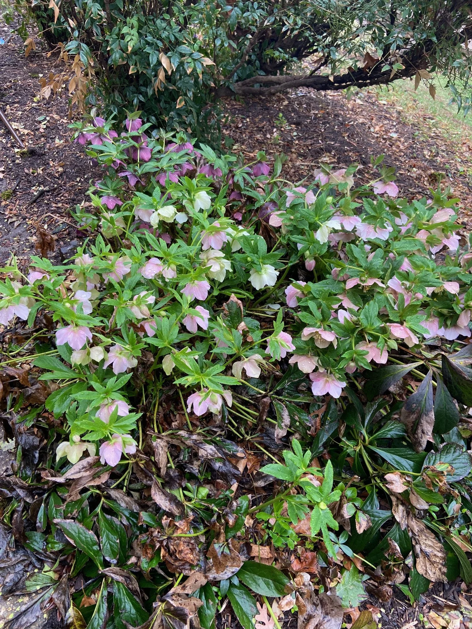 image0.jpeg