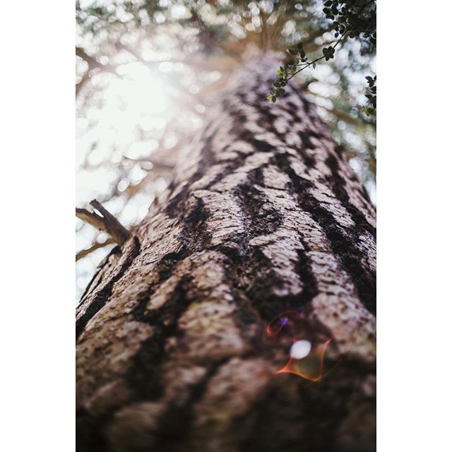 This tree is approximately 600 years old. There&rsquo;s something so enlightening about standing at the bottom of this guy &mdash; so old and majestic. Also, climate change is real. Recycle, compost, walk more, eat less meat. Let&rsquo;s help this tr