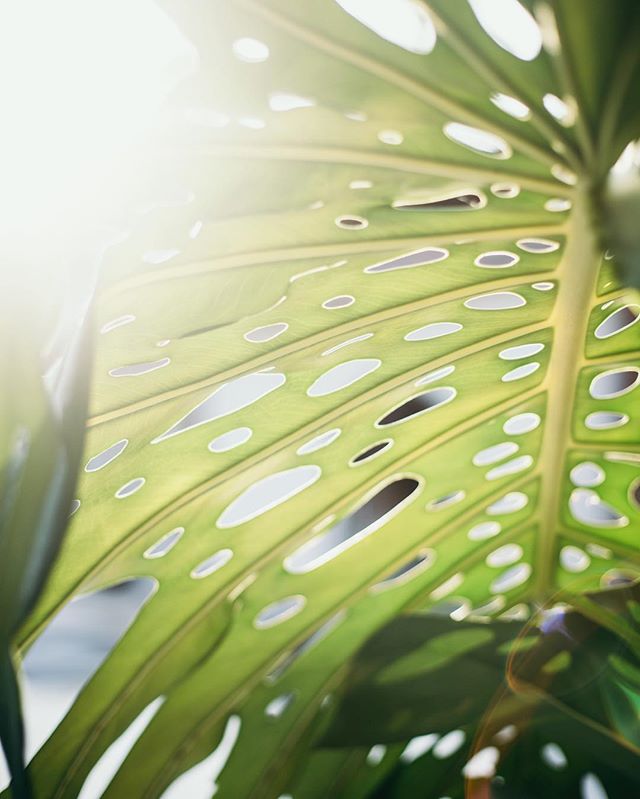 Thinking fondly of our last vacation. #fbf to some #costarica details. #honeymoon @kurtiskeber .
.
.
#kellyelainephoto #leaf #nature #texture #tropical #lensflare #friday #friyay #pretty #motherearth #goldenhour