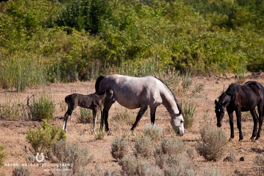 This little foal had to lie down and rest about every 30 feet...