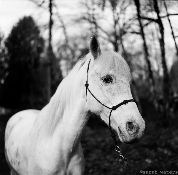 Fritz is South Equine Options first rescue.