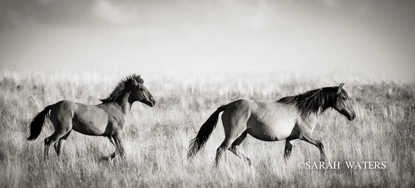 Follow, Wild Kiger Mustangs, Steens Mountains, Oregon