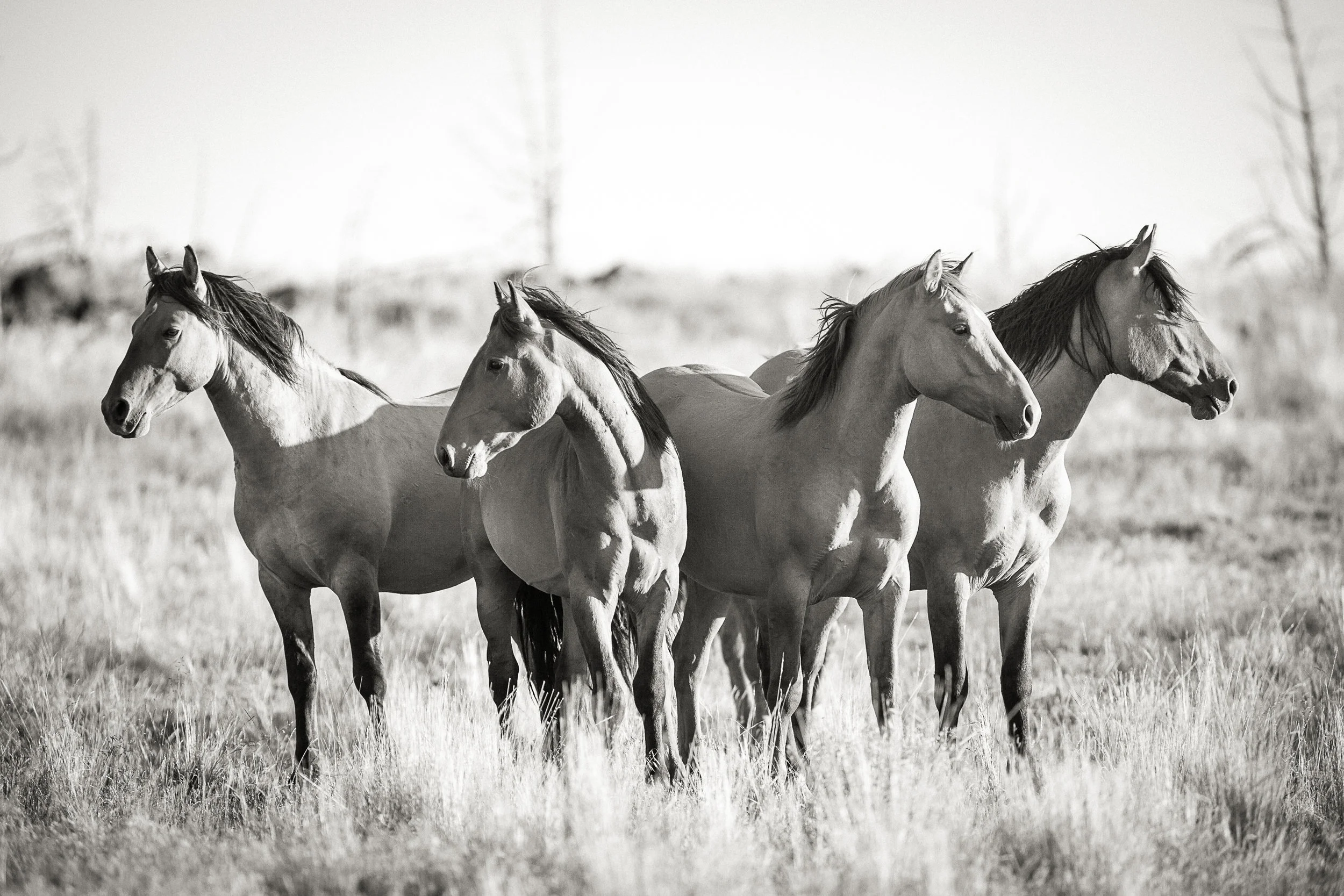Magestic - Mustangs of Wild Oregon 