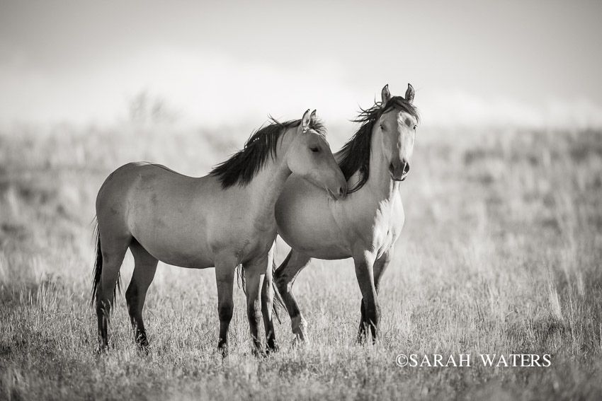 Bond - Mustangs of Wild Oregon