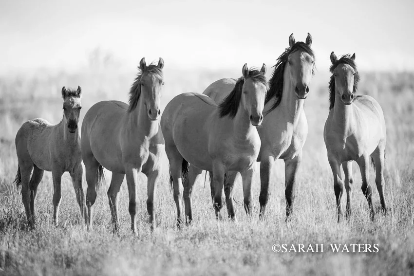 Freedom - Mustangs of Wild Oregon 