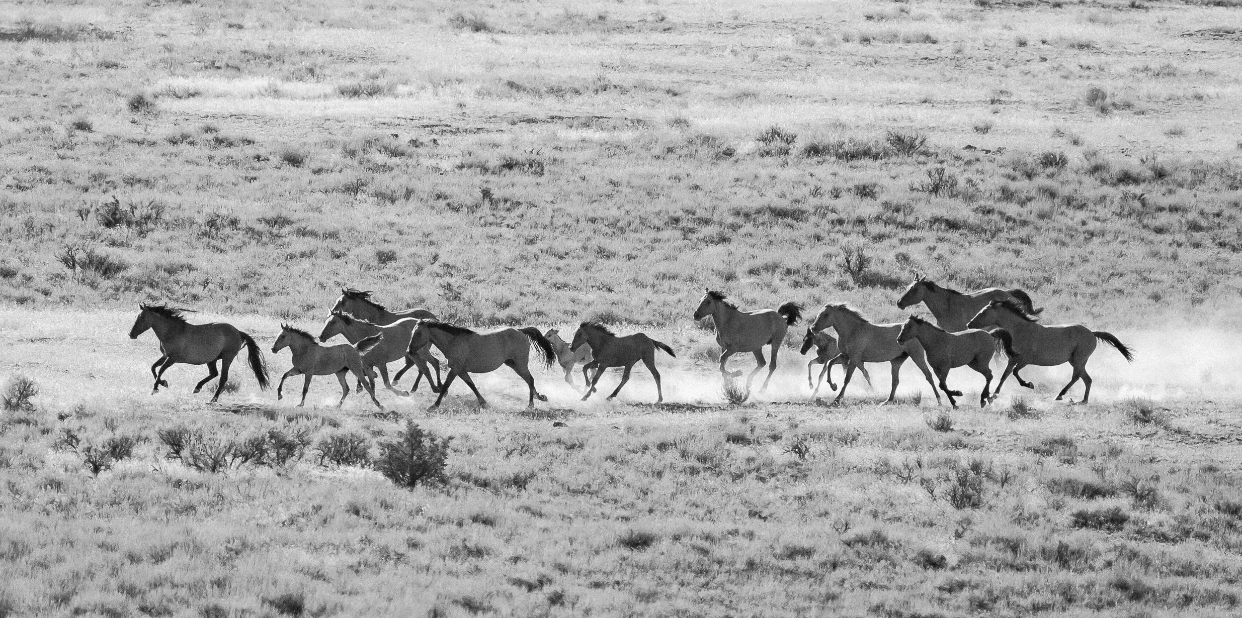 Instinct - Mustangs of Wild Oregon 