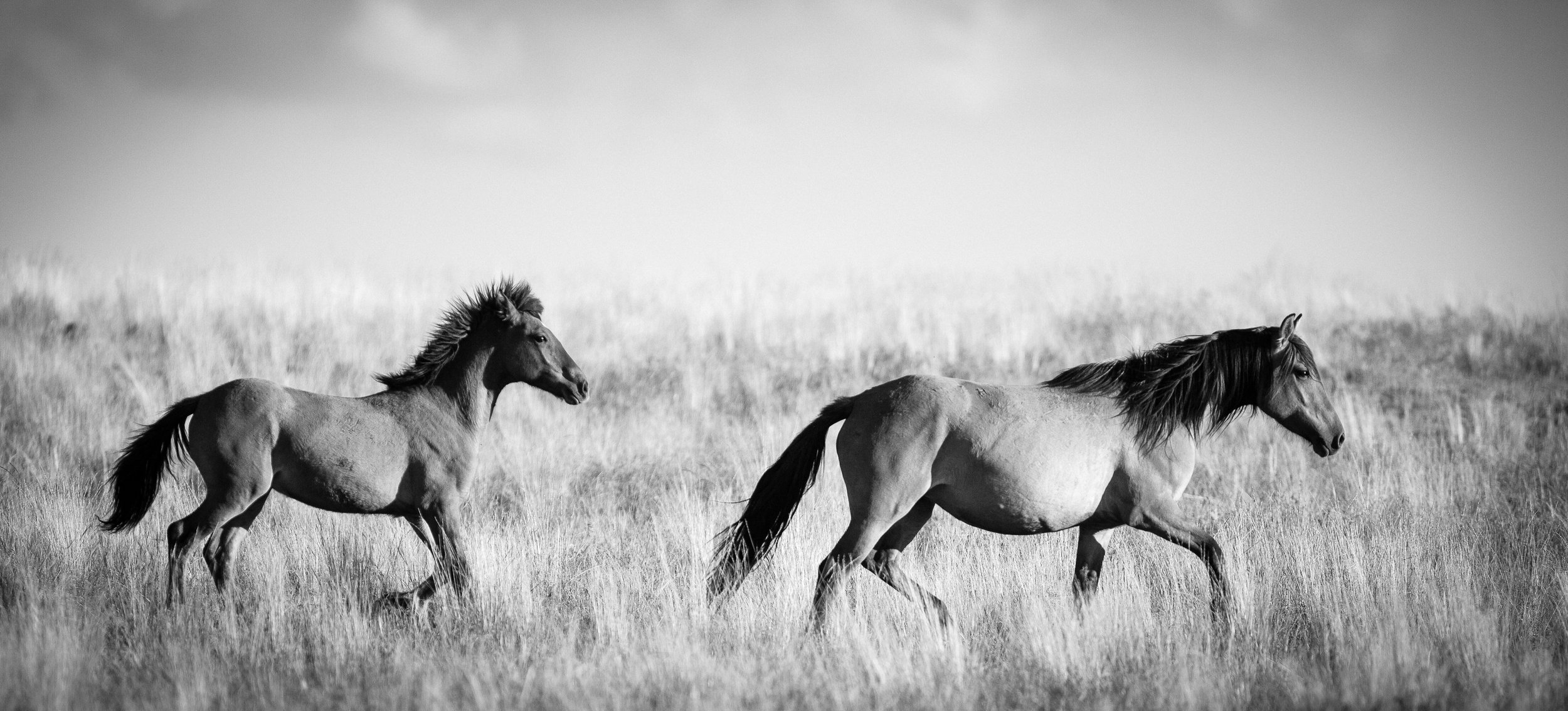 Free Follow - Wild Mustangs of Oregon 