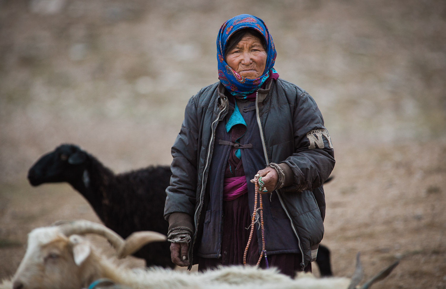 International: Ladakh Nomad, Cashmere Goat Herder