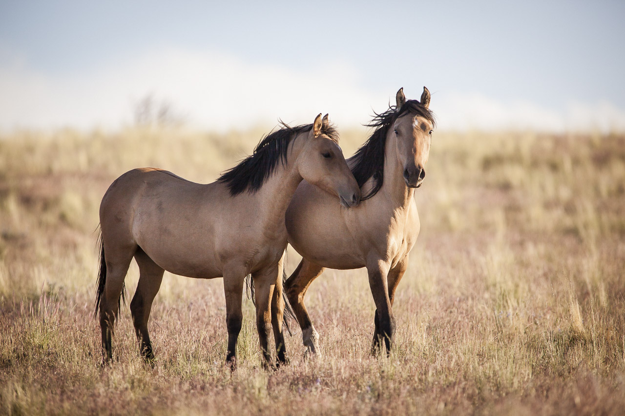 BOND - COLOR - MUSTANGS OF WILD OREGON