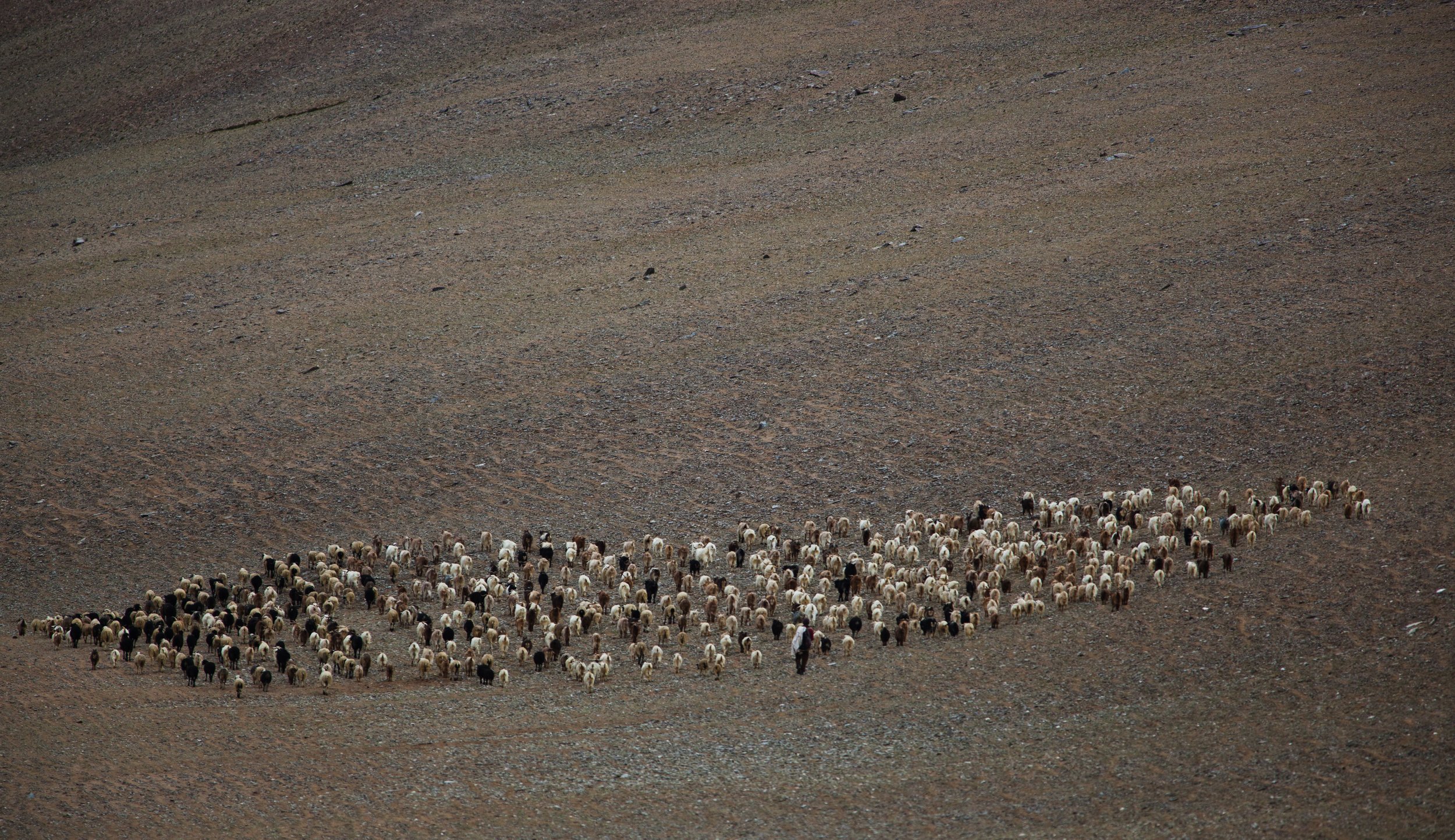 Ladakh Nomads with the herd at 16,000 elevation