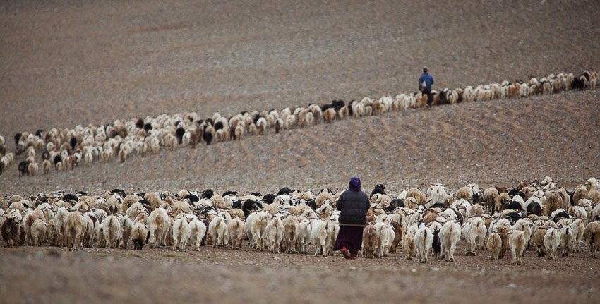 International: Ladakh Nomads
