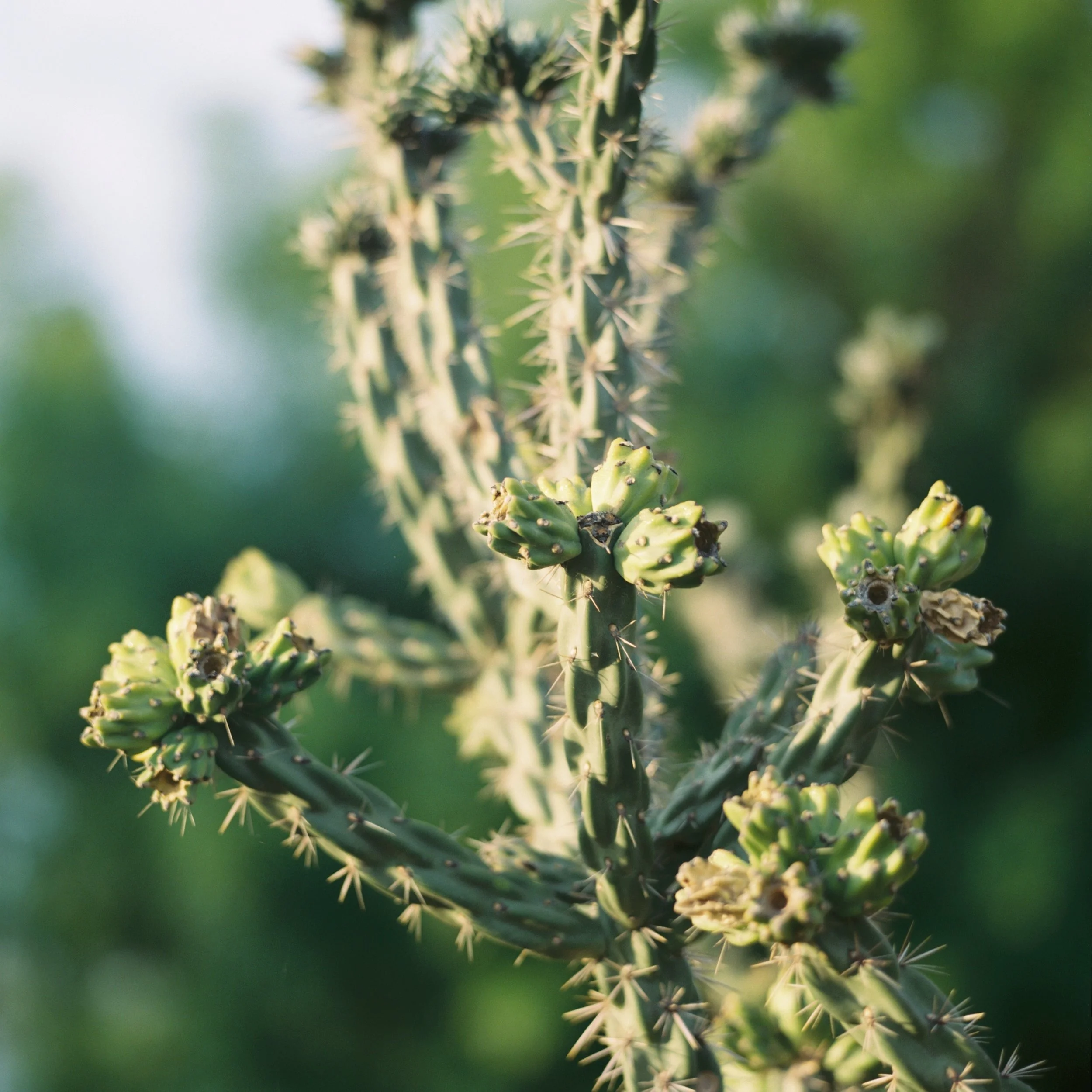 Marfa Cactus FILM 15053_09.jpg