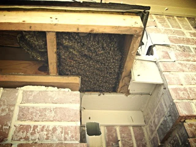 Riley's hive003.jpg